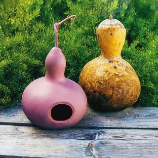 Birdhouse Gourds Thumbnail